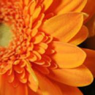 Orange Flowers - Fleurop.com