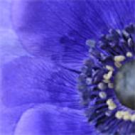 Flores de color azul/violeta - Fleurop.com
