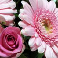 Flores de color rosado - Fleurop.com