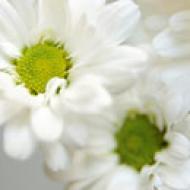 Flores blancas - Fleurop.com