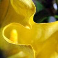 Flores amarillos - Fleurop.com