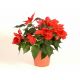 Poinsettia