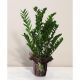 Zamioculcas
