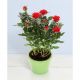 Little roses in pot