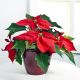 Red Poinsettia-Mid