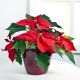 Red Poinsettia-Max