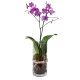 Pink or purple Orchid 999904