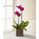 The FTD Fuchsia Phalaenopsis Orchid