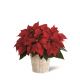 Red Poinsettia Basket Small