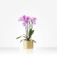 Orchid Plant - including pot