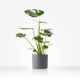 Monstera Plant - including pot