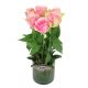 6 Pink Roses in Vase