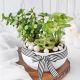 Soothing Greens in Pot