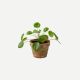 Plant - Pilea