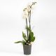 Christmas Orchid