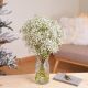 Paniculata bunch