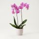 Single plant Phalaenopsis, pink