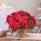 Poinsettia plant + Trapa chocolate