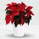 Poinsettia Pot