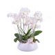 Centrepiece of white Phalaenopsis plants