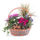 Basket of Plants