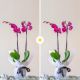 Orchids Bundle