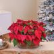 Basket of two Poinsettias plants