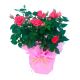 Thank you Mother - rose plant