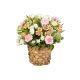 Delicate Carnations