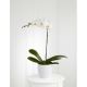 Orchid Plant