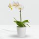 Phalaenopsis orchid in a pot