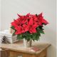 Poinsettia et son cache pot