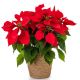 Red Poinsettia Christmas Style