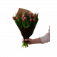 Pink Tulips 240124