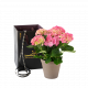 Pink Beauty 240154