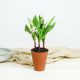 Muguet en pot - Lily of the valley