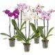 Orchid