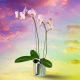Glinda the Good Plant