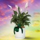 Elphaba's Emerald Glow Plant