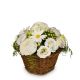 Basket Spring Dream