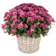 Chrysanthemum 'Hope' pink, for the cemetery