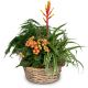 Indoor plant pot 'Symphony of plants'