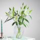 Vanilla Lily Dream