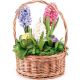 Hyacinth composition
