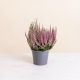 Chrysantheme et bruyere