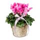 Indoor plant 'Winter Beauty' cyclamen