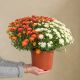 Duo chrysanthemes multicolores