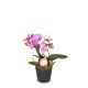 Indoor plant 'Magical Noble' orchid