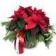 Indoor plant 'Christmas Dream' poinsettia