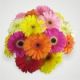 Gerbera Bunch - Mixed-Min